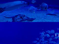 -烟台海昌鲸鲨海洋公园