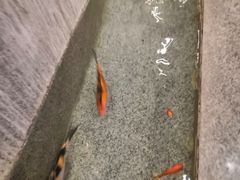 -便宜坊烤鸭店(科创店)