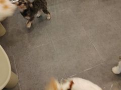 -有喵·猫咖·狗咖·30几只猫10只小狗(岗厦店)