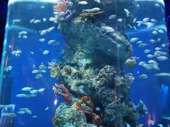 -芜湖新华联大白鲸海洋公园