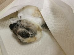 -北京观赏动物医院·24小时大型综合·猫专科·异宠专科