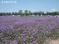 -曲江薰衣草庄园