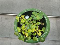 -813芭依珊 BAESAn(皇冠十畝地店)