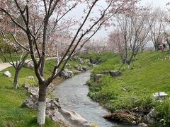 -羊山湖公园