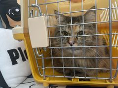 -纳吉亚猫专科动物诊疗中心(蒋宅口分院)