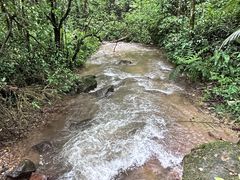 -莫里热带雨林景区