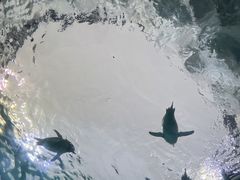 -珠海长隆海洋王国