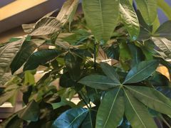 -鹿栖.精油SPA(金山世纪城店)