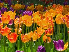 -长春公园(普阳街道)