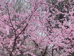 -桃花堤公园