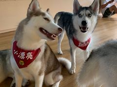 -Husky Go! 哈士奇体验馆·宠物咖啡厅狗咖