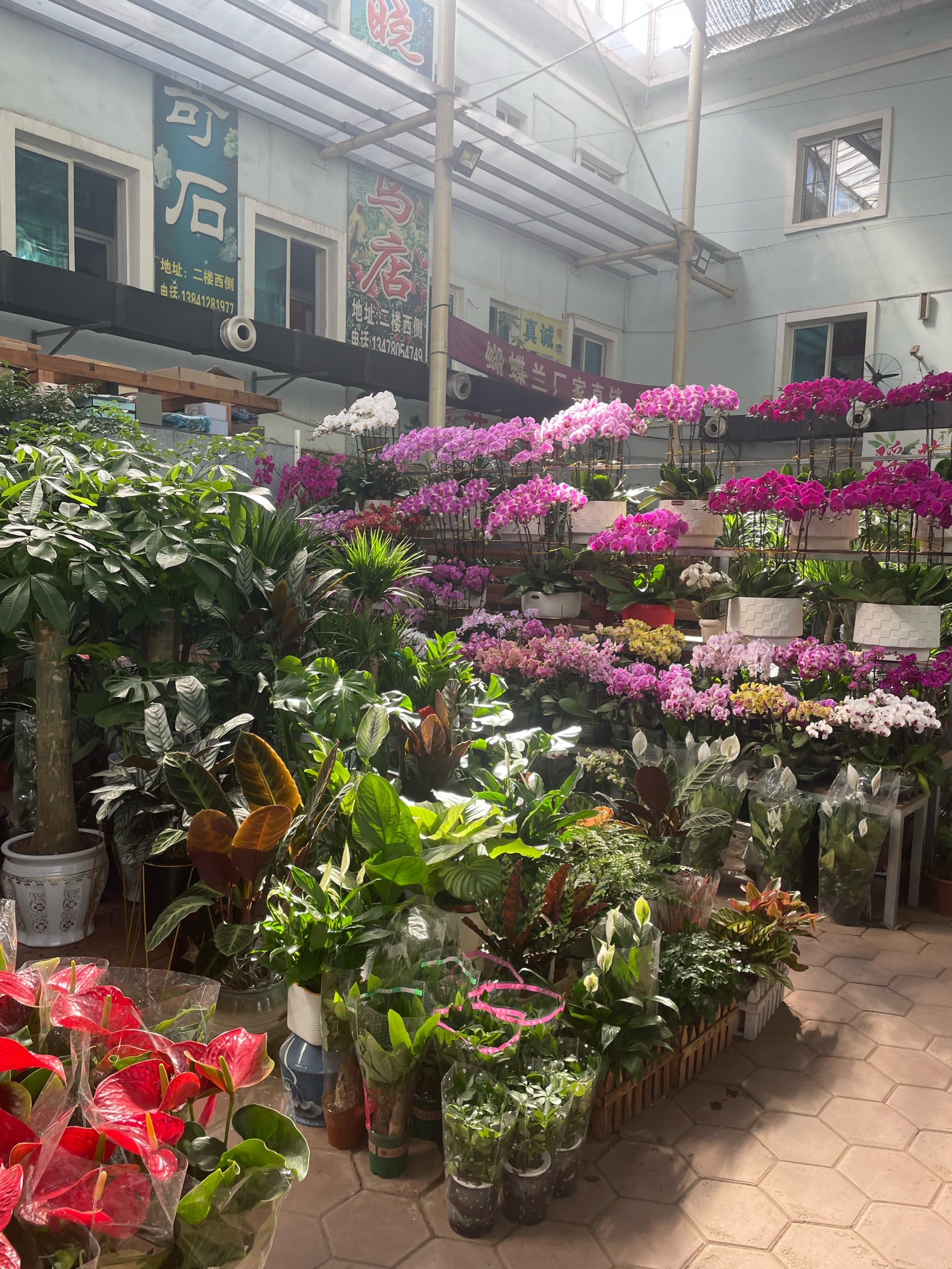 鞍山花鸟鱼市最大批发市场