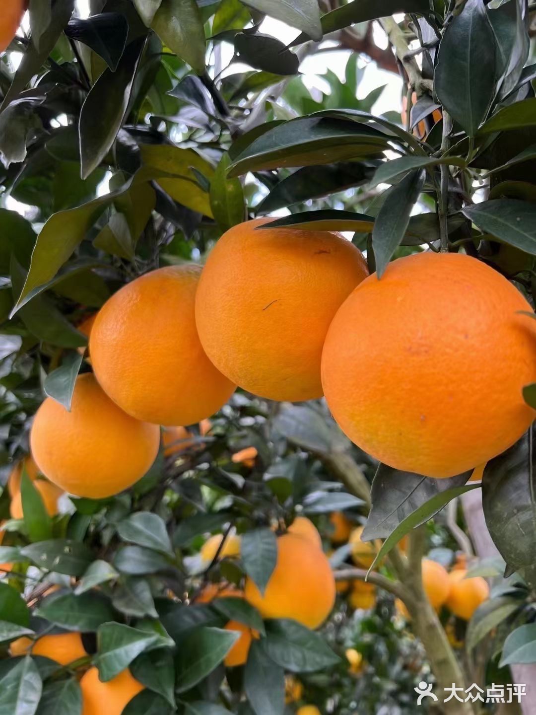 自家种植的纯绿色纽荷儿橙子🍊