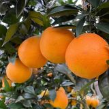 自家种植的纯绿色纽荷儿橙子🍊