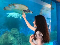 -广东惠东海龟国家级自然保护区