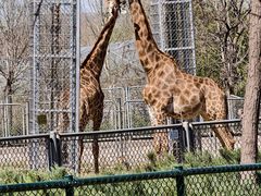 -石家庄市动物园