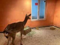 点击看大图 -Zoolung Zoolung动物主题公园(海信广场店)