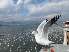 -滇池海埂公园