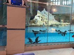 -帝企鹅自助餐厅•儿童岛•真企鹅(长隆企鹅酒店)