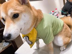 -逗柴咖啡屋·狗咖猫咖宠物桌游