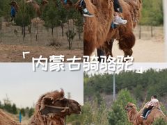 -鄂尔多斯野生动物园