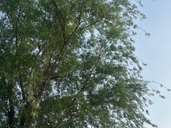 -三垟湿地