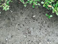 -北海金海湾红树林生态旅游区