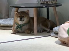 -逗柴咖啡屋·狗咖猫咖宠物桌游