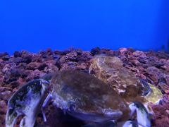 -芜湖新华联大白鲸海洋公园