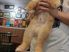 -柯斗斗主题餐厅·狗咖·围炉煮茶·茶饮(国瑞升平里店)