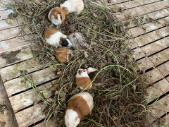 -上海多利农业发展有限公司