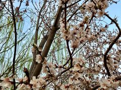 -桃花堤公园