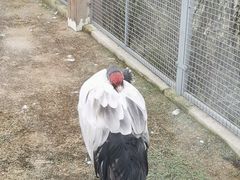 -盐城丹顶鹤湿地生态旅游区