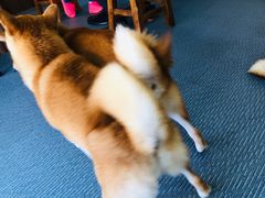 -柴源莊·柴小宠柴犬咖啡