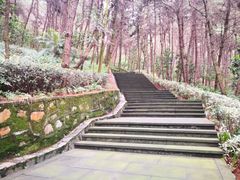 -铁山坪森林公园