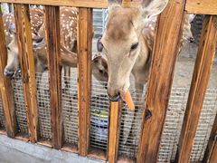 -北京鹿世界主题园