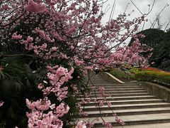 -南山植物园