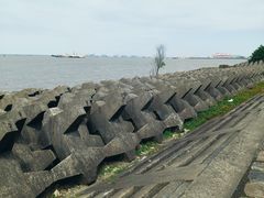 -上海滨江森林公园