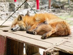 -宫城藏王狐狸村