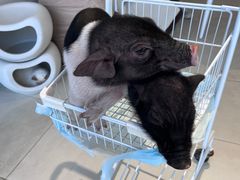 -怪兽屋·羊驼·猫咖·狗咖(俊华广场店)