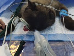 -宠颐生动物医院·心脏科·保险定点(锦阳分院)