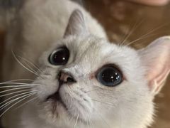 -猫猫幼稚园·撸猫·桌游·电玩