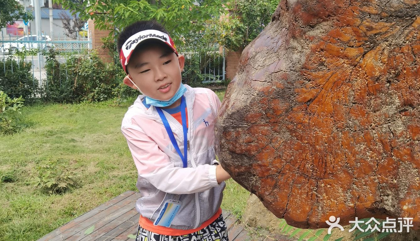 北京植物园的睡莲好美