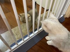 -关爱宠物医院·猫科中心·消化科(滨湖万达分院)