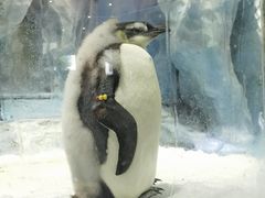 -帝企鹅自助餐厅•儿童岛•真企鹅(长隆企鹅酒店)