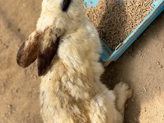 -前小桔亲子创意农场·草莓采摘·露营烧烤