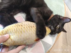 -CAT’S MEWSTAR CAFE·喵星球猫屋(晴湾咖啡店)