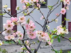 -莫愁湖公园