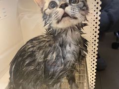 -1013 PET SHOP精品宠物商店(丁香店)