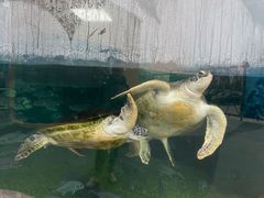 -必点海鲜·海肠捞饭·鲅鱼水饺(滨江道店)